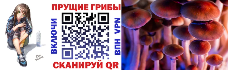 Псилоцибиновые грибы MAGIC MUSHROOMS  купить наркоту  Вязьма 